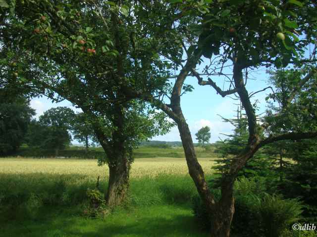 Coldehoeft