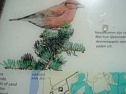 Vogel