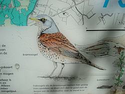 Vogel