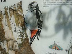 Vogel