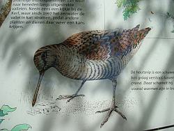 Vogel