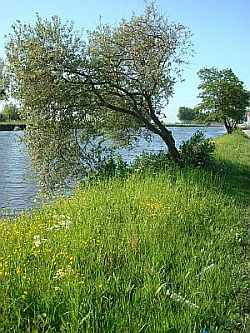 Uferlandschaft