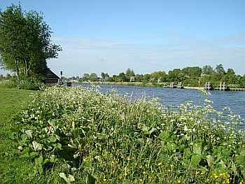 Uferlandschaft