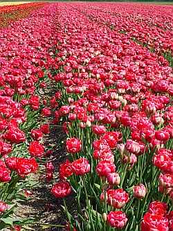Tulpenfeld