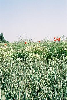 Kornfeld mit Mohn