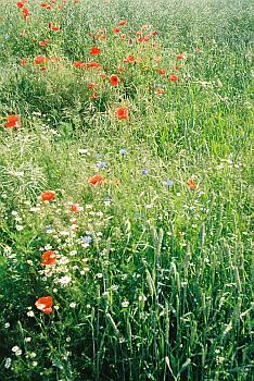 Wiesenblumen