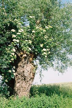 Weidenbaum mit Holunderbaum