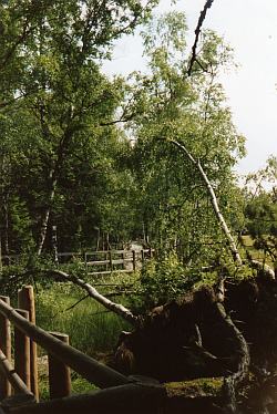 Holzbohlensteg