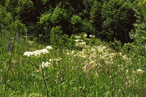 Waldlichtung